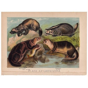 c. 880 OTTER BADGER WOLVERINE lithograph - original antique animals print - wild life mammal zoology print - animal habitat - carnivora