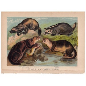 C. 880 Litografía OTTER BADGER WOLVERINE - impresión original de animales antiguos - impresión de zoología de mamíferos de vida salvaje - hábitat animal - carnivora