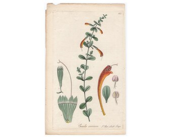 c. 1827 - CUNILA COCCINEA PRINT- original botanical print by J. Swan - hand colored botanical engraving - flower print - Red Savory print
