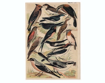 1897年オリジナルのアンティーククロモリトグラフ、鳥、ツノヒバリの
