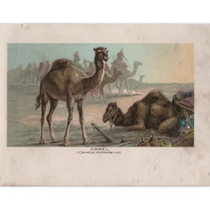 c. 1895 CAMEL lithograph • original antique print - dromedary print - camel dromedarius - antique animal print