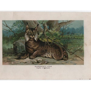 Lynx  c. 1895 ANTIQUE ANIMAL PRINT - original antique print - colorful zoology prints - mammals - animal art