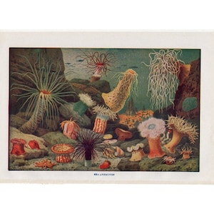 vintage print • SEA ANEMONES PRINT c. 1946 • original vintage sea life print • underwater scene - marine animals - marine coelenterate
