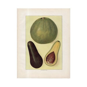c. 1911 AVOCADO lithograph •  original antique print • fruit & vegetable print • food print • kitchen art • avocado toast • alligator pear