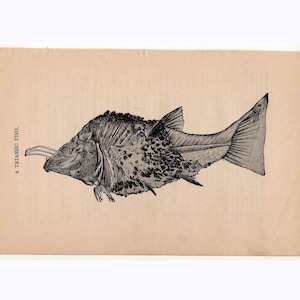 ca. 1877 TRIASSIC FISH Print - original antike Druck - ausgestorbene Tier - prähistorische Tier - prähistorische Druck - ausgestorbene Fische Drucken