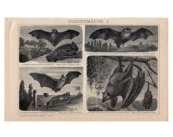 c. 1903 BAT lithograph - original antique print - Halloween decor - Vampire bat - fruit bat - Fledermäuse - chauve souris - pipistrello