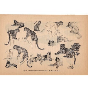 c. 1934 ANIMAL SKETCHES lithograph - vintage animal print - Zoo animal from National Zoological Park - wild cats print on dark paper
