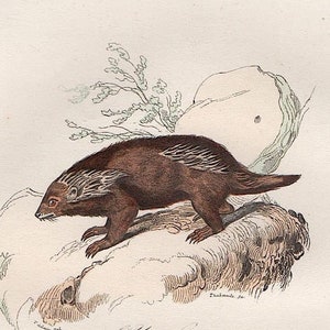 c. 1860 PORCUPINE print • original antique print • animal print • small hand colored engraving • Cuvier & Buffon print • zoology print •