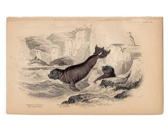 c. 1833 SEAL engraving • original antique print • pinniped print • Jardine marine animal print • cape otary seal