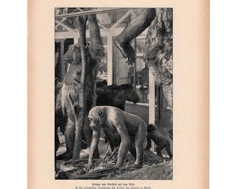 GORILLAS AT ZOO lithograph c. 1900 • original antique print • monkey print • ape print • primate print