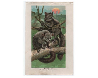 Aye Aye - c. 1895 Litografia ANTICA DI ANIMALI - stampa antica originale - stampe zoologiche colorate - arte animale del Madagascar - stampa di lemure