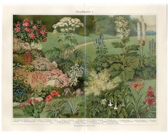 C. 1894 ORNAMENTAL PLANTS print - original antique print - flower print - garden print - botanical print - gardening print