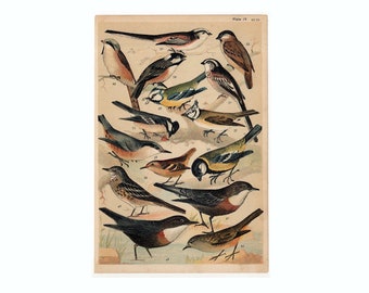 c. 1904 LITOGRAFÍA ANTIGUA DE PÁJAROS - grabado antiguo original de pájaros - grabado de ornitología - pájaros variados -
