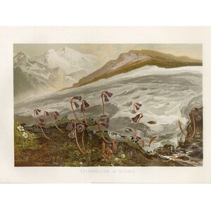 Litografía FLORES ALPINAS c. 1882 impresión botánica antigua original - botánica - impresión de plantas - impresión de jardín - impresión de paisaje - Impresión del Tirol