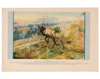 vintage print • ELK print c.1946 • original vintage animal print • American Elk or Wapiti print