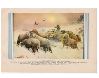 vintage print • SHEEP print c.1946 • original vintage animal print • Lost on the Mountain