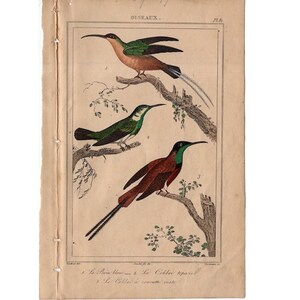 C. 1831 HUMMINGBIRDS engraving - original antique print - hand colored engraving - ornithology avian birds - antique bird print -