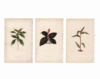 3x ANTIQUE PLANT PRINTS c.1861 - botanical lithographs - original antique prints by Lowe - orchid tropical exotic flower prints