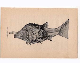 ca. 1877 TRIASSIC FISH Print - original antike Druck - ausgestorbene Tier - prähistorische Tier - prähistorische Druck - ausgestorbene Fische Drucken