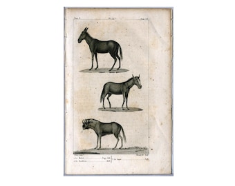 DONKEY & HORSE engraving c. 1817 • original antique print • antique animal print by Buffon • zoology fauna print •