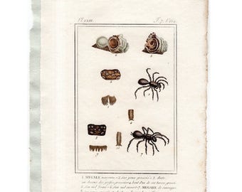 c. 1799 TARANTULA SPIDERS ARACHNID engraving - original antique print - Buffon hand colored engraving by De Seve - entomology -