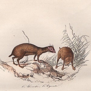 c. 1860 AGOUTI engraving • original antique print • hand colored • small antique animal print • Cuvier and Buffon •