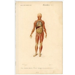 c. 1849 MUSCLES & VISCERA engraving • original antique print • human anatomy engraving • Orbigny print • Skeletal muscles • organs