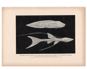 ca 1900 DJUPHAVSFISK original antik marin djur havsliv havstryck
