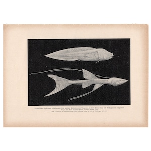 c. 1900 DEEP SEA FISH original animal marino antiguo animal salvaje marino impresión oceánica