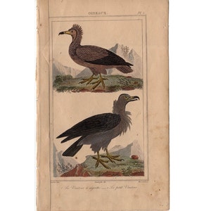 c. 1831 VULTURES engraving - original antique print - ornithology avian birds - antique bird print - bird of prey - buzzard