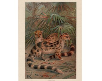 C. 1894 LINSANGS lithograph •  original antique print • animal print - civet print