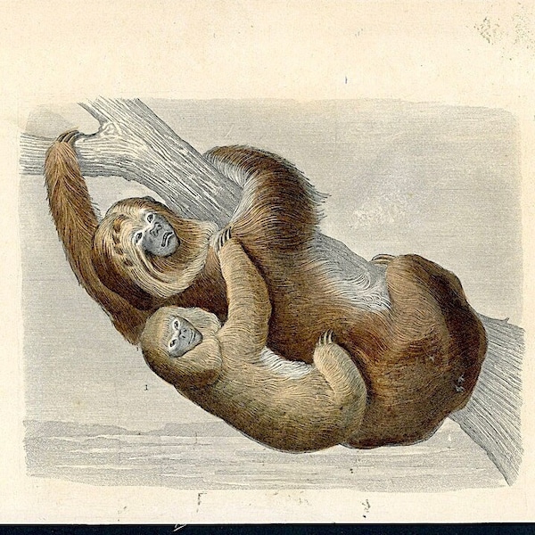 c. c. 1860 THREE TOED SLOTH engraving • original antique print • antique animal print • South American rain forest animal • Mother's Day