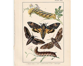HAWKMOTHS lithograph c. 1882 • original antique print • insect print • entomology print • privet, convolvulus & death's head hawk moth