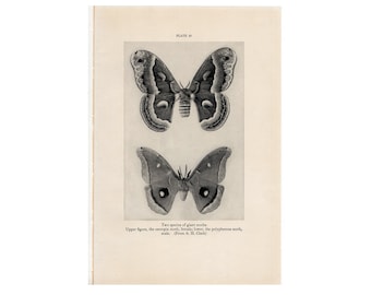 c. 1934 GIANT MOTHS print - vintage insect print - vintage entomology print - old bug print - vintage lithograph of insects • butterfly