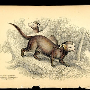 May include: A vintage illustration of two striped weasels, or Galictis vittata, in a forest setting. The weasels are brown with white stripes and are shown on a branch with green foliage behind them. The image is labeled "Galictis vittata, The Ocelot, (Calabarat)" and "Plate 14."