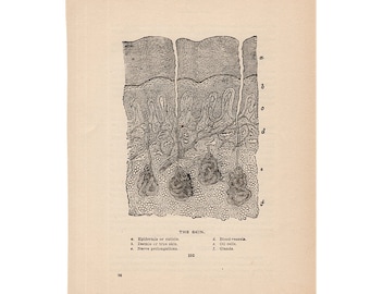 1906 SKIN LITHOGRAPH - original antique print - human anatomy - medical science - skin layers - epidermis integumentary system -