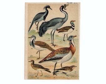 1860 年代アンティーク オリジナル プリント、鳥のプリント、シギ