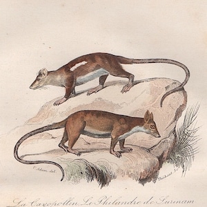 c. 1860 OPOSSUM print • original antique print • animal print • small hand colored engraving • Cuvier & Buffon print • zoology print •