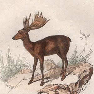 c. 1860 MOOSE engraving • original antique print • hand colored • small antique animal print • Cuvier and Buffon • deer print