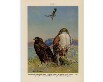 1934 HAWKS original vintage animal print - bird of prey