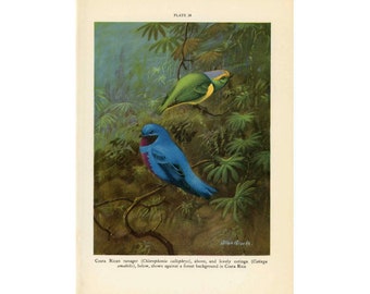 c. 1934 TROPICAL BIRD PRINT -  original vintage print - bird print - ornithology lithograph - costa rican tanager & cotinga