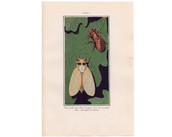 c. 1934 CICADA PRINT - vintage insect print - vintage entomology print - old bug print - vintage lithograph of insects