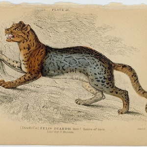 1840 DIARDS CAT engraving  • original antique print • safari animal print - native of java