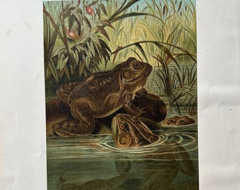 c. 1885 BULLFROGS lithograph • original antique print • Rev J. G. Wood animal prints • frog print • Ranidae • amphibian print