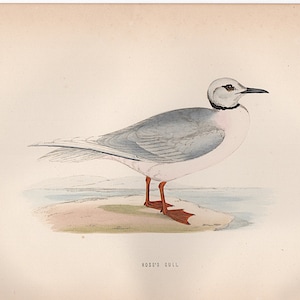 c. 1870 ROSS&#39;S GULL print • original antique print • birds print • ornithology print • Morris bird print • hand colored •engraving