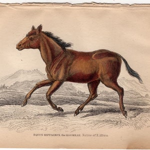 c.1841 HORSE engraving • original antique print • equine print • Jardine print • Equidae print • Equus Hippagrus • The Koomrah of Africa