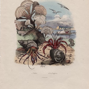 HERMIT CRAB lithograph c. 1835 • original antique print • hand colored • crab print • mollusk shell • anomuran decapod crustacean print
