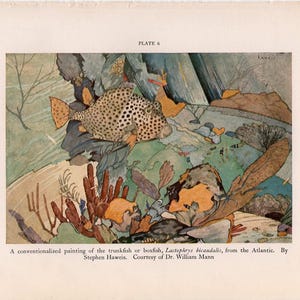 c. 1934 TROPICAL FISH PRINT - original vintage print - trunkfish or boxfish in the Atlantic Ocean
