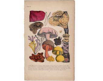 Puede incluir: Una ilustración botánica vintage de varios hongos, incluyendo un hongo rosa con un tallo blanco, un hongo rojo con un tallo blanco y un hongo amarillo con un tallo blanco. La ilustración está en papel crema con un borde negro y el texto "Plate 28" en la esquina superior izquierda.