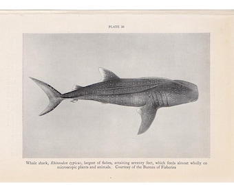 WHALE SHARK lithograph c. 1934 - original vintage print - vintage fish print - tropical shark print - the largest known fish